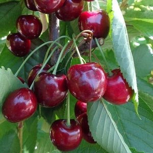 Kers (Hedelfinger Riesenkirsche)