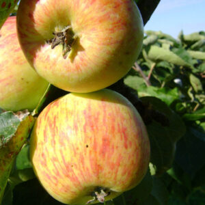 Appel (Jacques Lebel)