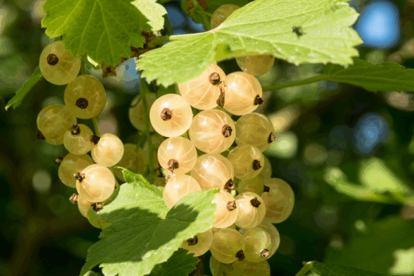 Fruitstruik (Witte aalbes)
