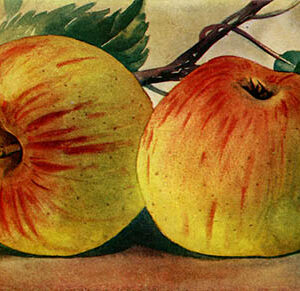 Appel (Rode Dijkmanszoet)