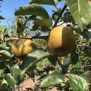 Appel (Reinette du Canada Grise)