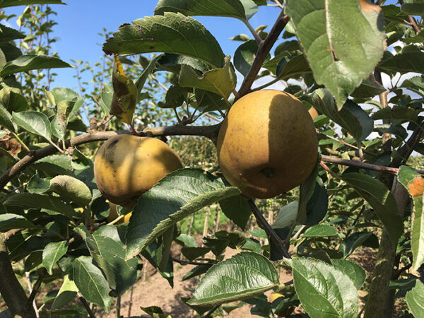 Appel (Reinette du Canada Grise)