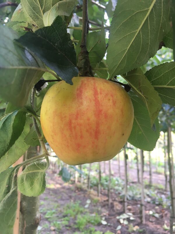Appel (Cox Pomona)