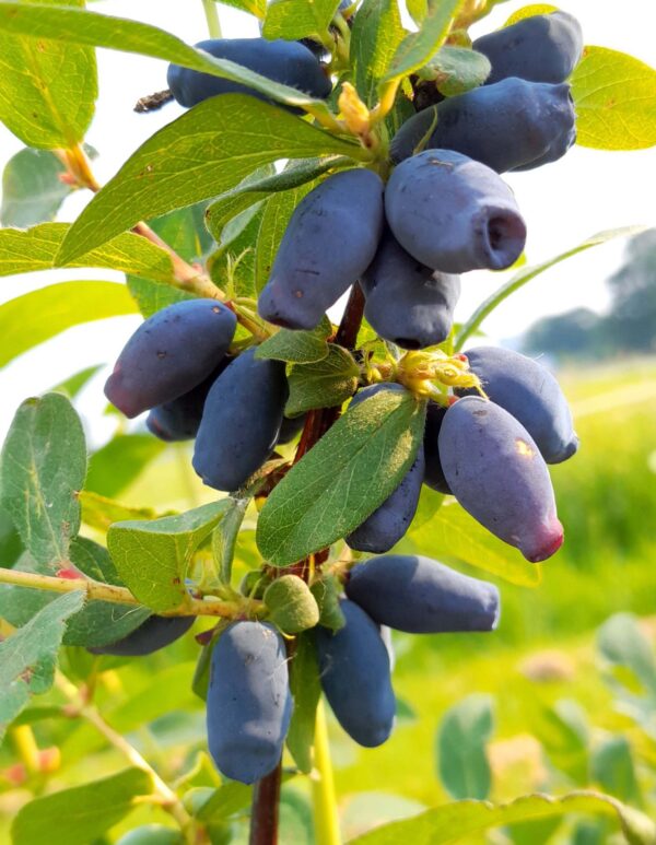 Fruitstruik (Kamtschatica)