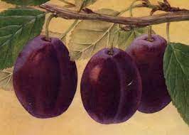 Pruim (Belle de Louvain)