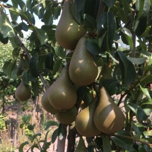 Peer (Calebasse van Marum)