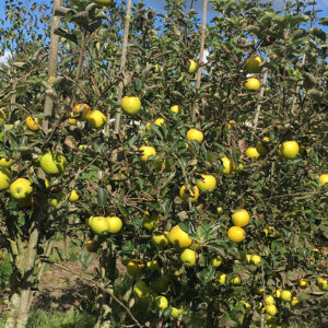 Appel (Lombarts Calville)