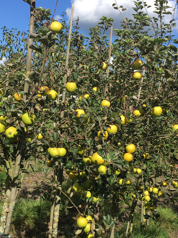 Appel (Lombarts Calville)