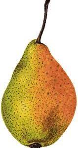 Peer (Charneux legipont)