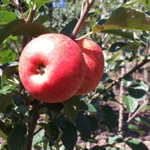 Appel (Beauty of Bath)