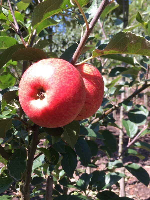 Appel (Beauty of Bath)