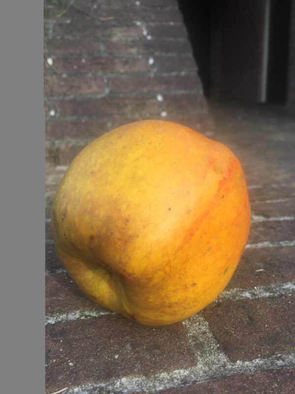 Appel (Lemoenappel)