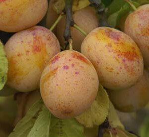 Pruim (Warwickshire Drooper)