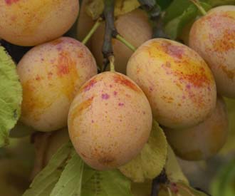 Pruim (Warwickshire Drooper)