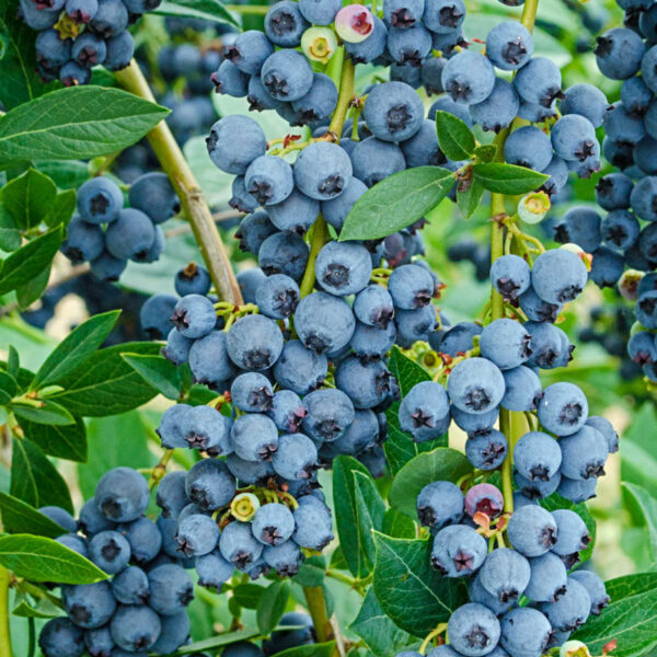 Fruitstruik (Goldtraube)