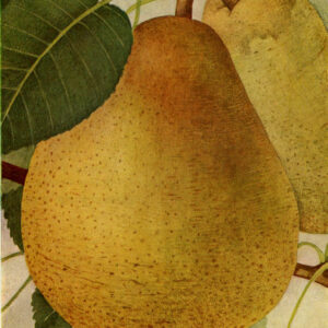 Peer (Doyenne du comice)