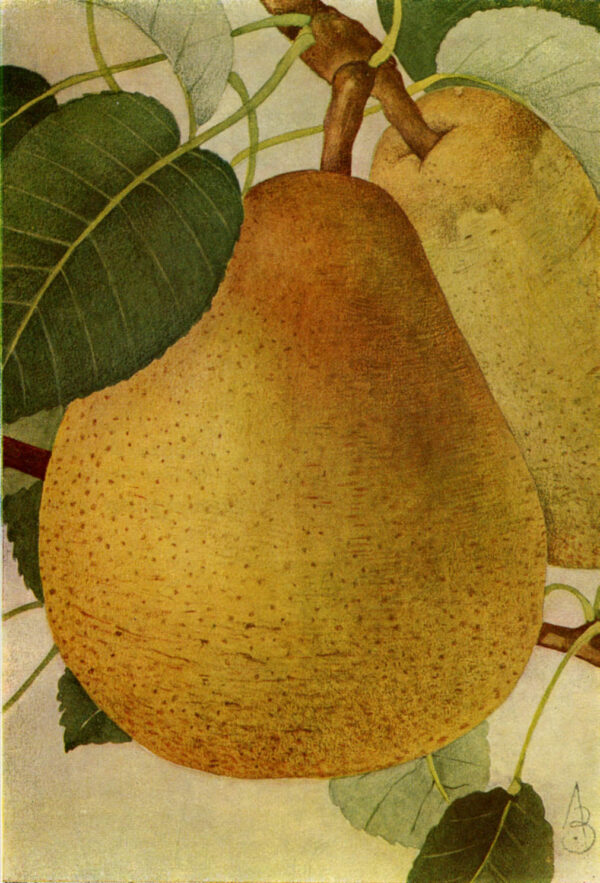 Peer (Doyenne du comice)