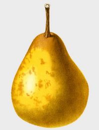 Peer (Delices de Jodoigne)