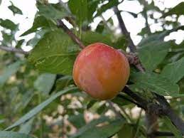 Pruim (Early Laxton)