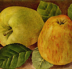 Appel (Princess Noble)