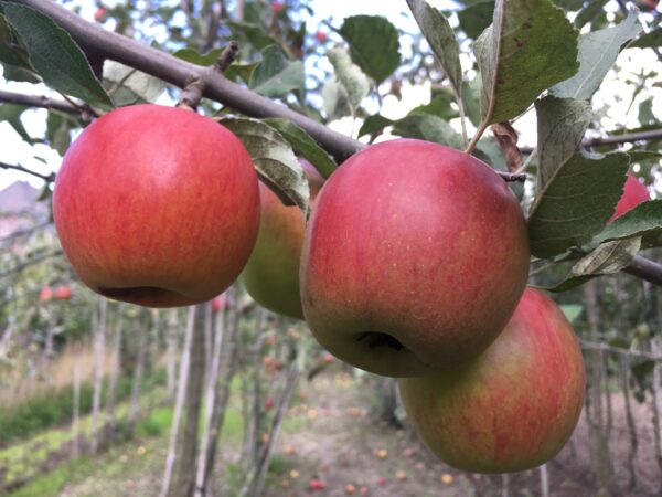 Appel (Jonathan)