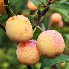 Pruim (Mirabelle de Nancy)