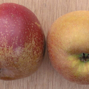 Appel (Schone van Boskoop)