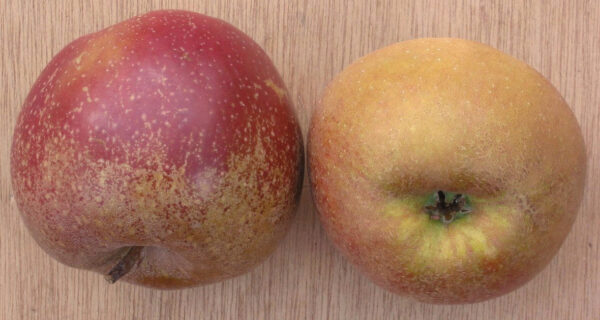 Appel (Schone van Boskoop)