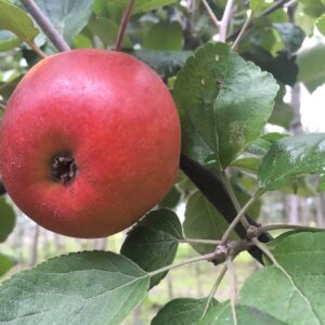 Appel (Brabantse bellefleur)