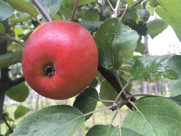Appel (Brabantse bellefleur)
