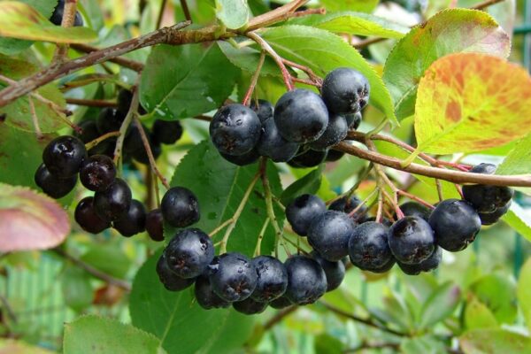 Fruitstruik (Viking)