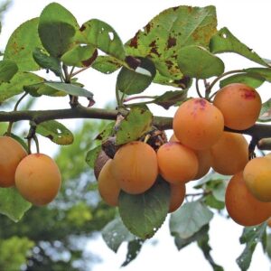 Pruim (Westlandse Tonneboer)