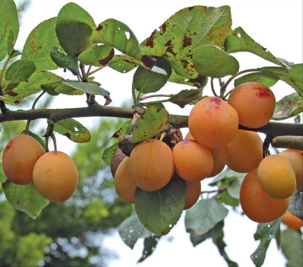 Pruim (Westlandse Tonneboer)
