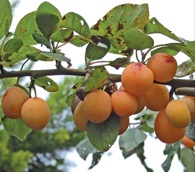 Pruim (Westlandse Tonneboer)