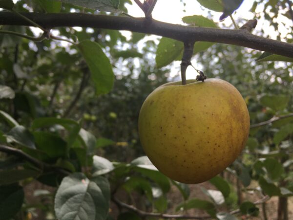 Appel (Ananasreinette)