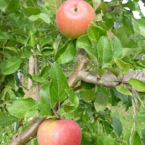 Alkmene