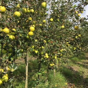 Ananasreinette