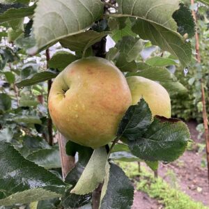 Bramley's Seedling