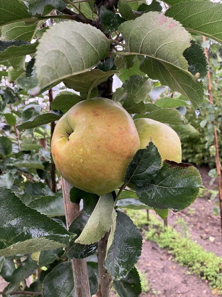 Bramley's Seedling