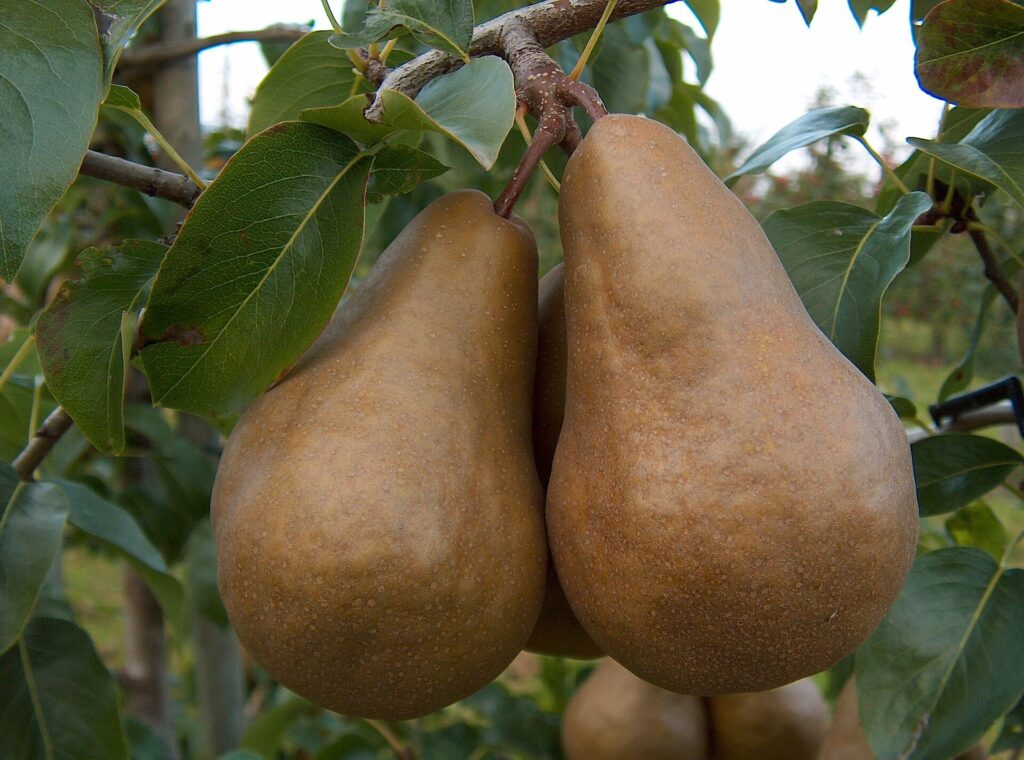 Calebasse Bosc