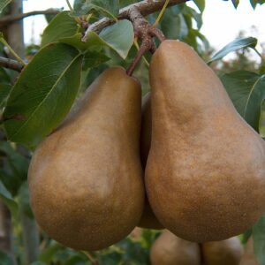Calebasse Bosc