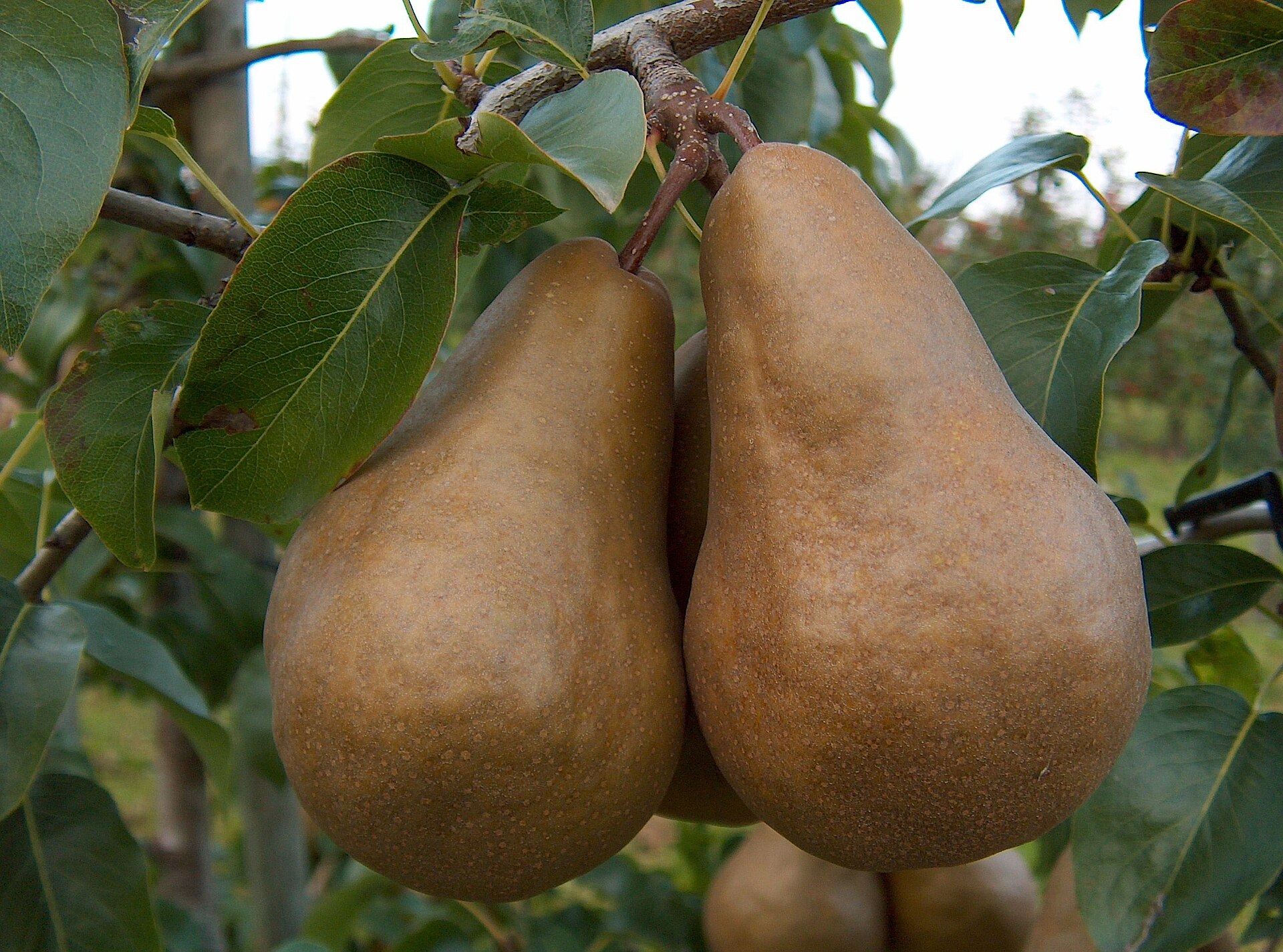 Calebasse Bosc