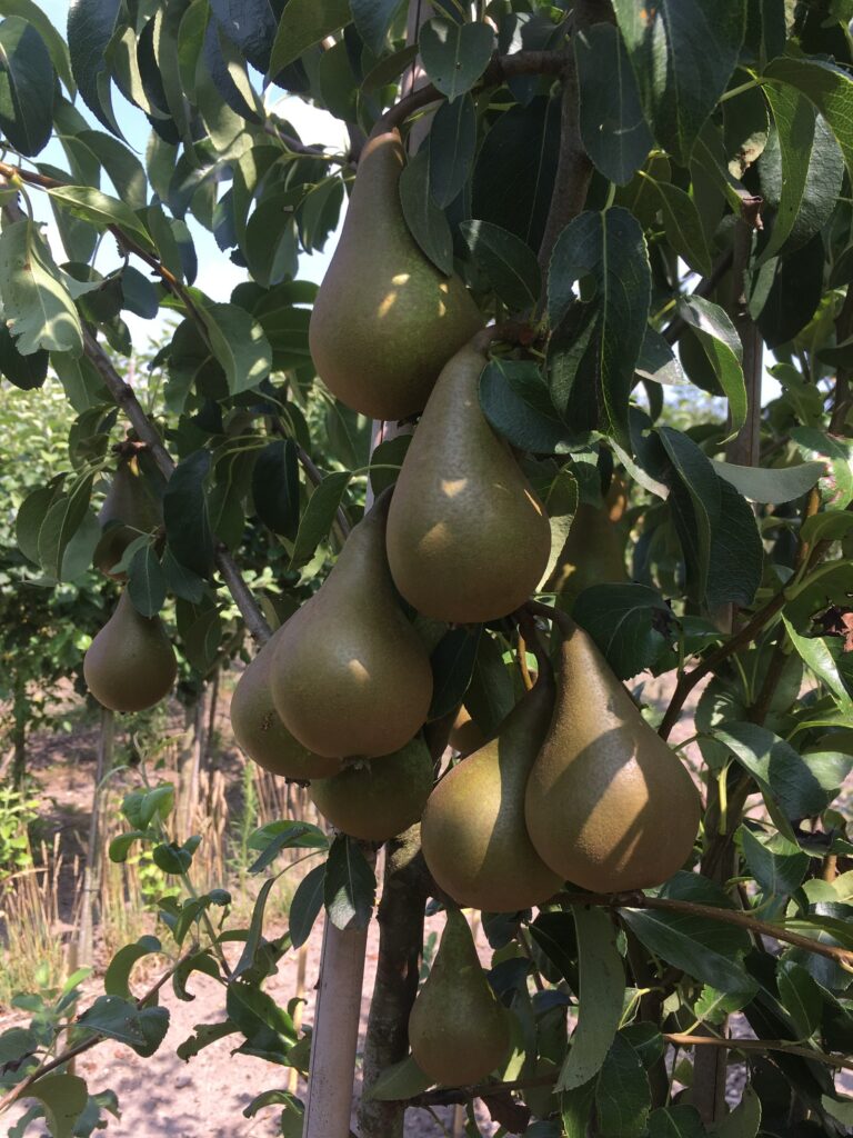 Calebasse van Marum