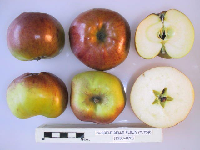 Dubbele bellefleur