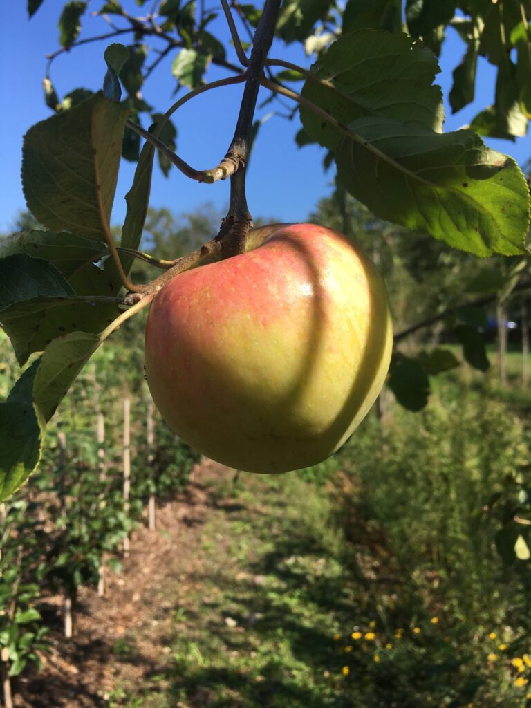 Dülmener Herbst Rosenapfel