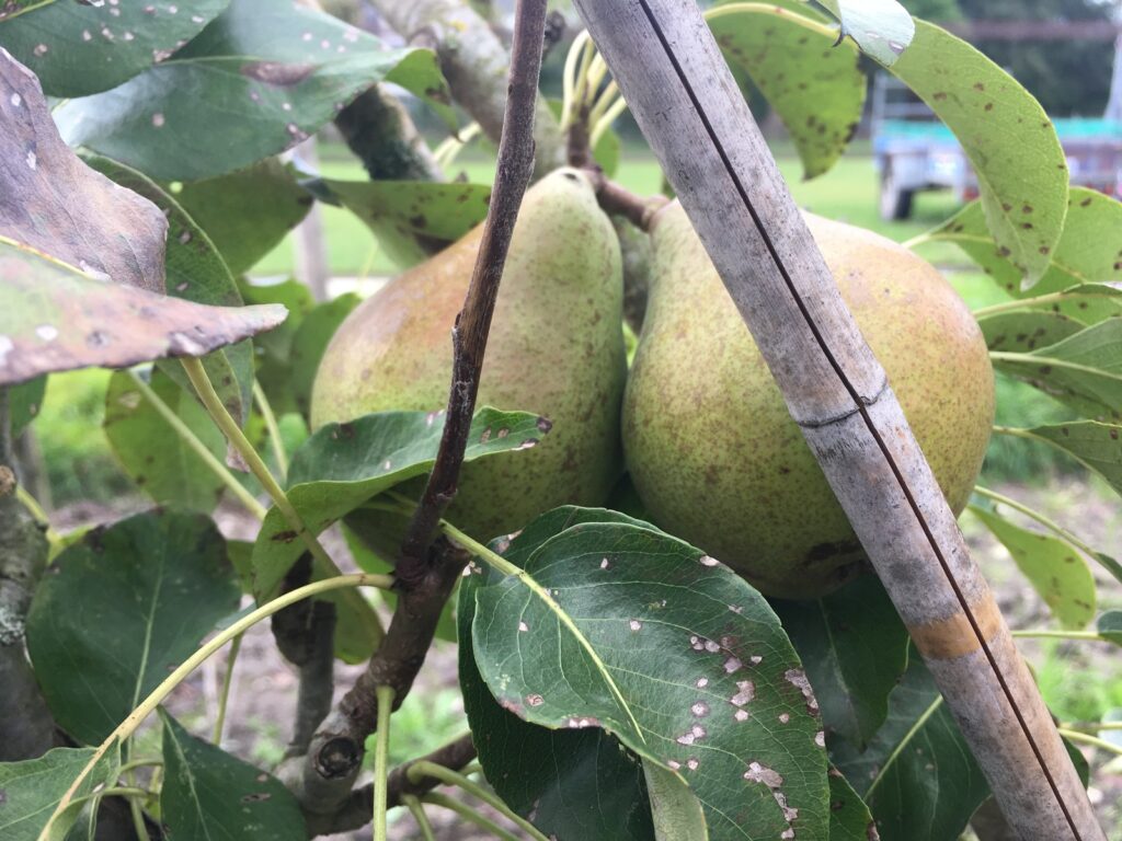 Kampervenus