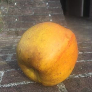Lemoenappel