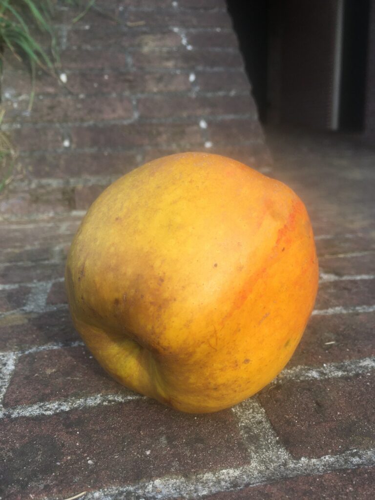 Lemoenappel