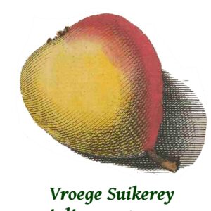 Noordhollandse Suikerpeer