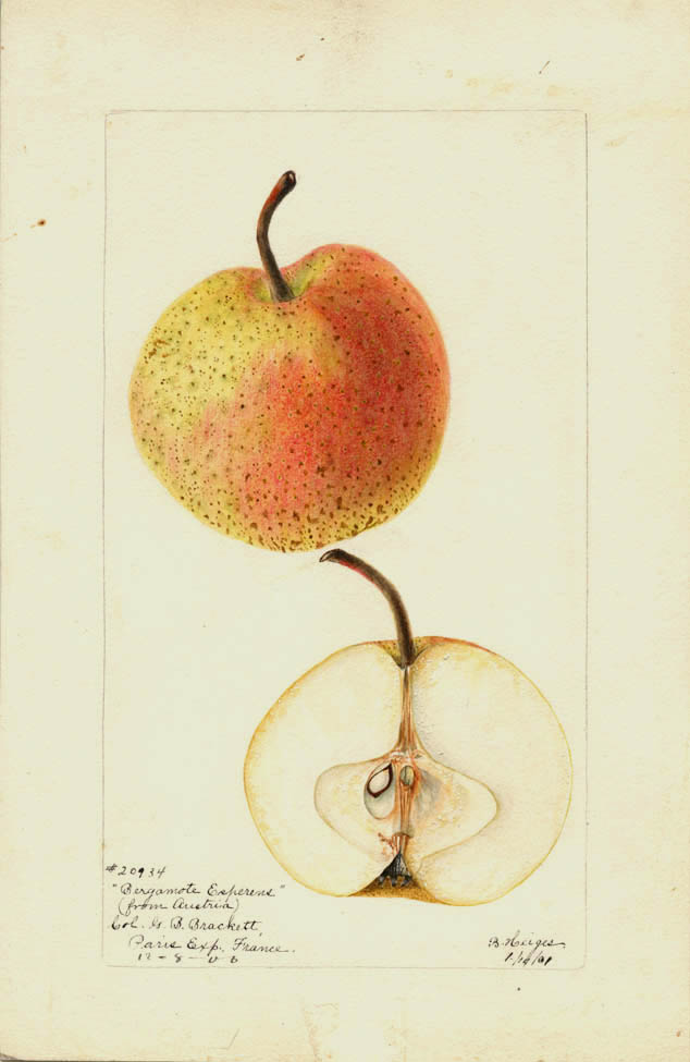 Oranjepeer